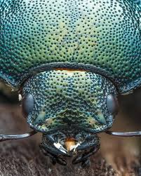 Attēlu rezultāti vaicājumam “Platycerus caraboides”