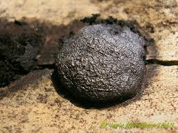 Attēlu rezultāti vaicājumam “Amaurochaete atra”