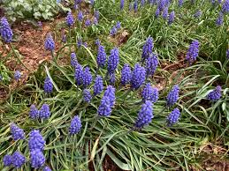 Attēlu rezultāti vaicājumam “Muscari neglectum”