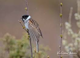 Attēlu rezultāti vaicājumam “Emberiza schoeniclus male”