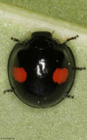 Attēlu rezultāti vaicājumam “Chilocorus renipustulatus”