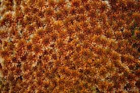 Attēlu rezultāti vaicājumam “Sphagnum angustifolium sporophyte”