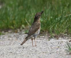Attēlu rezultāti vaicājumam “Turdus philomelos”