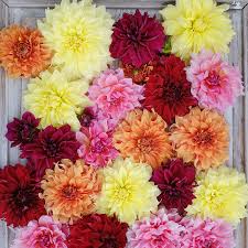 Image result for Dahlia hybrid.