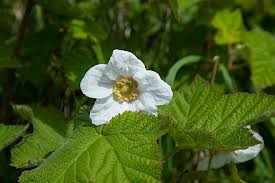 Attēlu rezultāti vaicājumam “Rubus parviflorus”