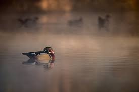 Image result for image