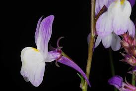 Attēlu rezultāti vaicājumam “Linaria loeselii leaf”