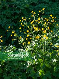 Attēlu rezultāti vaicājumam “Ranunculus lanuginosus”