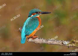 Attēlu rezultāti vaicājumam “Alcedo atthis adult”