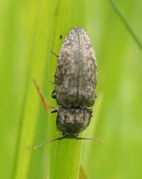 Attēlu rezultāti vaicājumam “Agrypnus murinus”