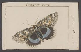 Attēlu rezultāti vaicājumam “Catocala fraxini”