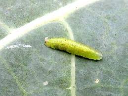 Attēlu rezultāti vaicājumam “Syrphus larva”