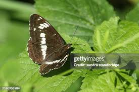 Attēlu rezultāti vaicājumam “Limenitis camilla”