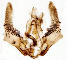 Attēlu rezultāti vaicājumam “Olethreutes arcuella”