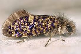 Attēlu rezultāti vaicājumam “Eriocraniidae”