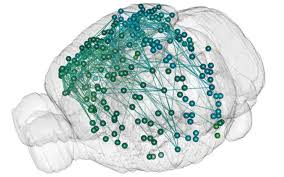 Image result for map of the brain