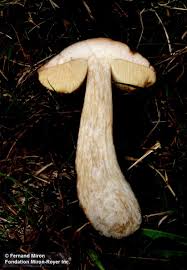 Attēlu rezultāti vaicājumam “Leccinum melaneum”