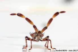 Attēlu rezultāti vaicājumam “Coreus marginatus imago”