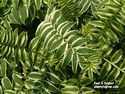 Attēlu rezultāti vaicājumam “Polemonium caeruleum leaf”