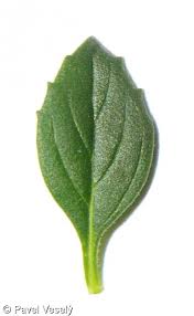 Attēlu rezultāti vaicājumam “Acinos arvensis”