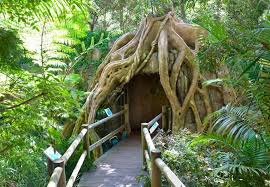 「Mt. Tamborine」的圖片搜尋結果