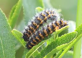 Attēlu rezultāti vaicājumam “Saturnia pavonia larva”