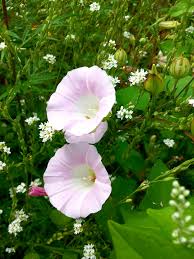 Attēlu rezultāti vaicājumam “Calystegia inflata”