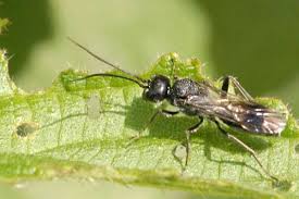 Attēlu rezultāti vaicājumam “Dipogon sp.”