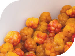 Attēlu rezultāti vaicājumam “Rubus chamaemorus fruit”