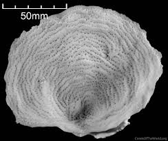 Attēlu rezultāti vaicājumam “Comatricha fragilis”