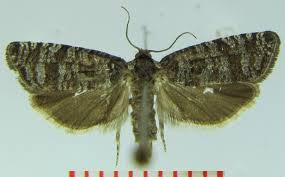 Attēlu rezultāti vaicājumam “Retinia resinella”