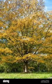 Attēlu rezultāti vaicājumam “Betula alleghaniensis”