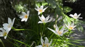 Attēlu rezultāti vaicājumam “Amarillidaceae”