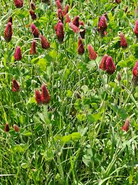 Image result for Trifolium incarnatum