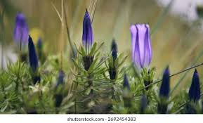 Attēlu rezultāti vaicājumam “Gentiana pneumonanthe flower”