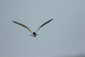 Image result for Gelochelidon nilotica