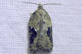 Attēlu rezultāti vaicājumam “Acleris bergmanniana”