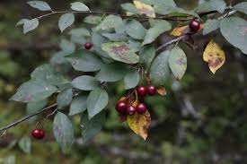 Attēlu rezultāti vaicājumam “Cotoneaster multiflorus fruit”