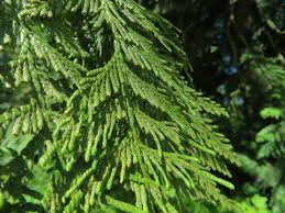 Attēlu rezultāti vaicājumam “Thuja plicata”