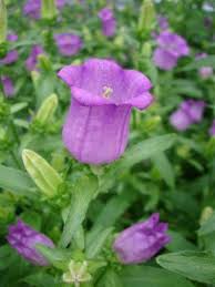 Image result for Campanula medium