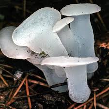 Attēlu rezultāti vaicājumam “Pseudohydnum gelatinosum”