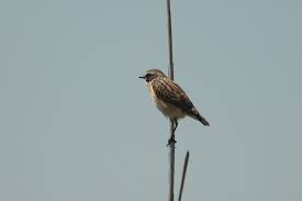 Attēlu rezultāti vaicājumam “Saxicola rubetra juvenile”