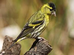 Attēlu rezultāti vaicājumam “Carduelis spinus female”