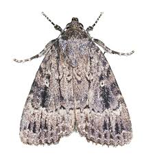 Attēlu rezultāti vaicājumam “Amphipyra”