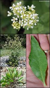Attēlu rezultāti vaicājumam “Lepidium latifolium”