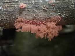 Attēlu rezultāti vaicājumam “Arcyria incarnata”