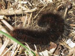 Attēlu rezultāti vaicājumam “Macrothylacia rubi larva”