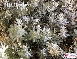 Image result for Chrysanthemum ptarmiciflorum