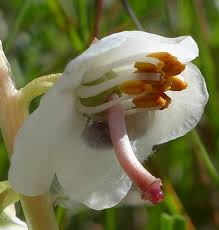 Attēlu rezultāti vaicājumam “Pyrola rotundifolia flower”