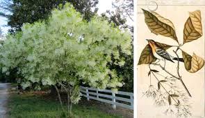 Attēlu rezultāti vaicājumam “Chionanthus virginicus”